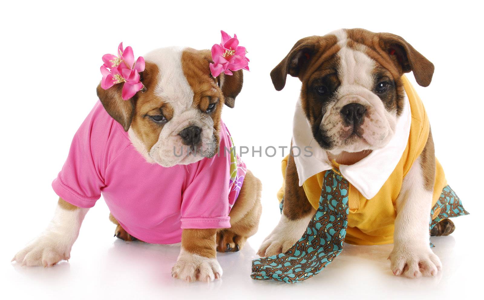 girl and boy english bulldog puppies dressed up with reflection on white background