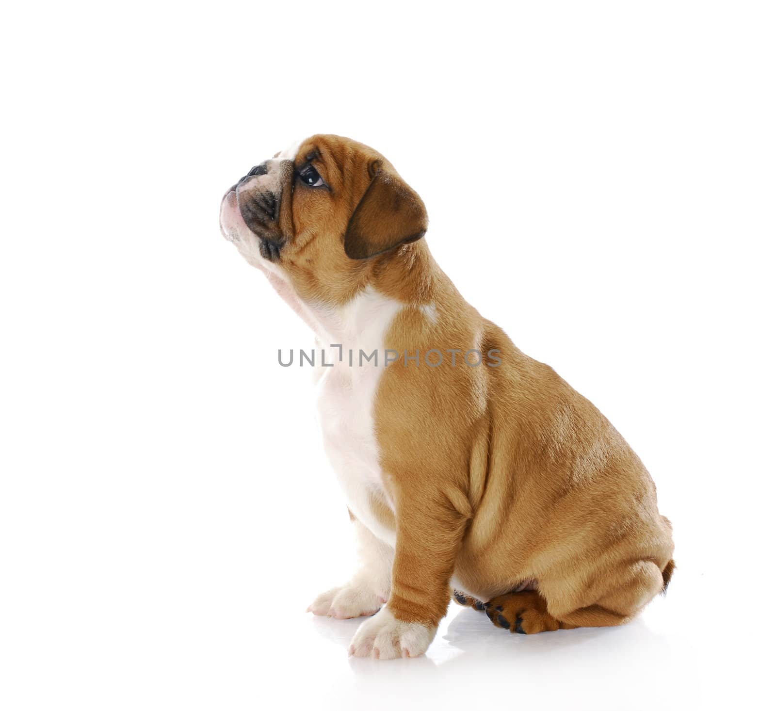 eight week old english bulldog puppy sitting with reflection on white background