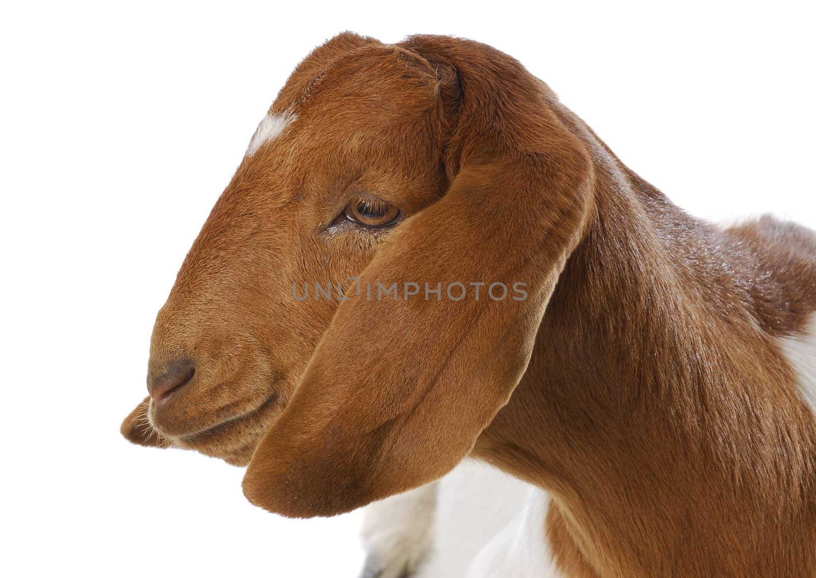 goat portrait - purebred traditional south african boer doe - 5 months old