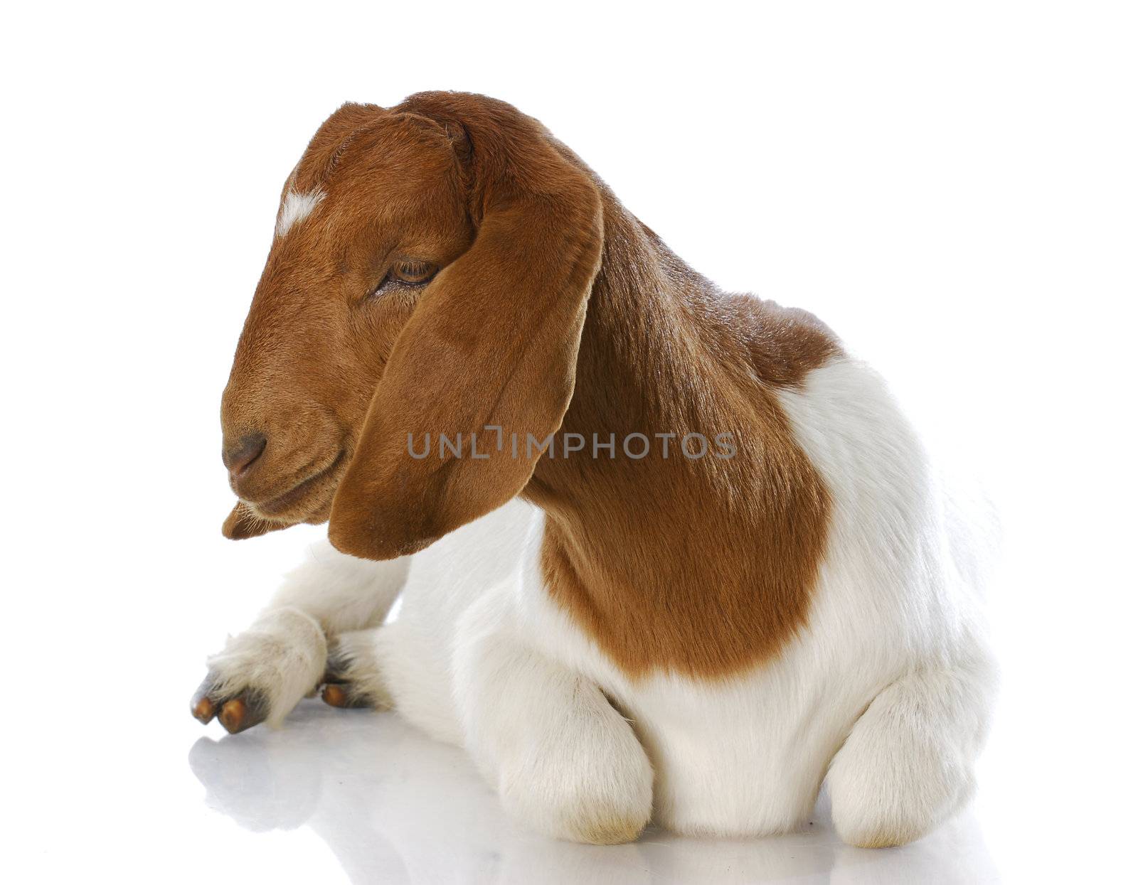 goat laying down - purebred traditional south african boer doe - 5 months old
