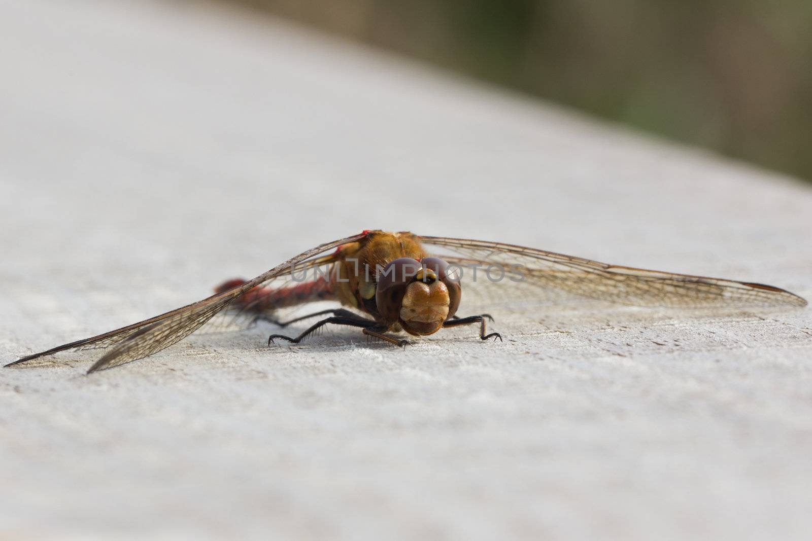 A male Common Darter Dragonfly (Sympetrum Striolatum) taking the autumn sun