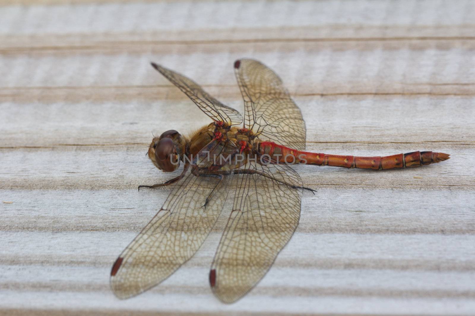 A male Common Darter Dragonfly (Sympetrum Striolatum)