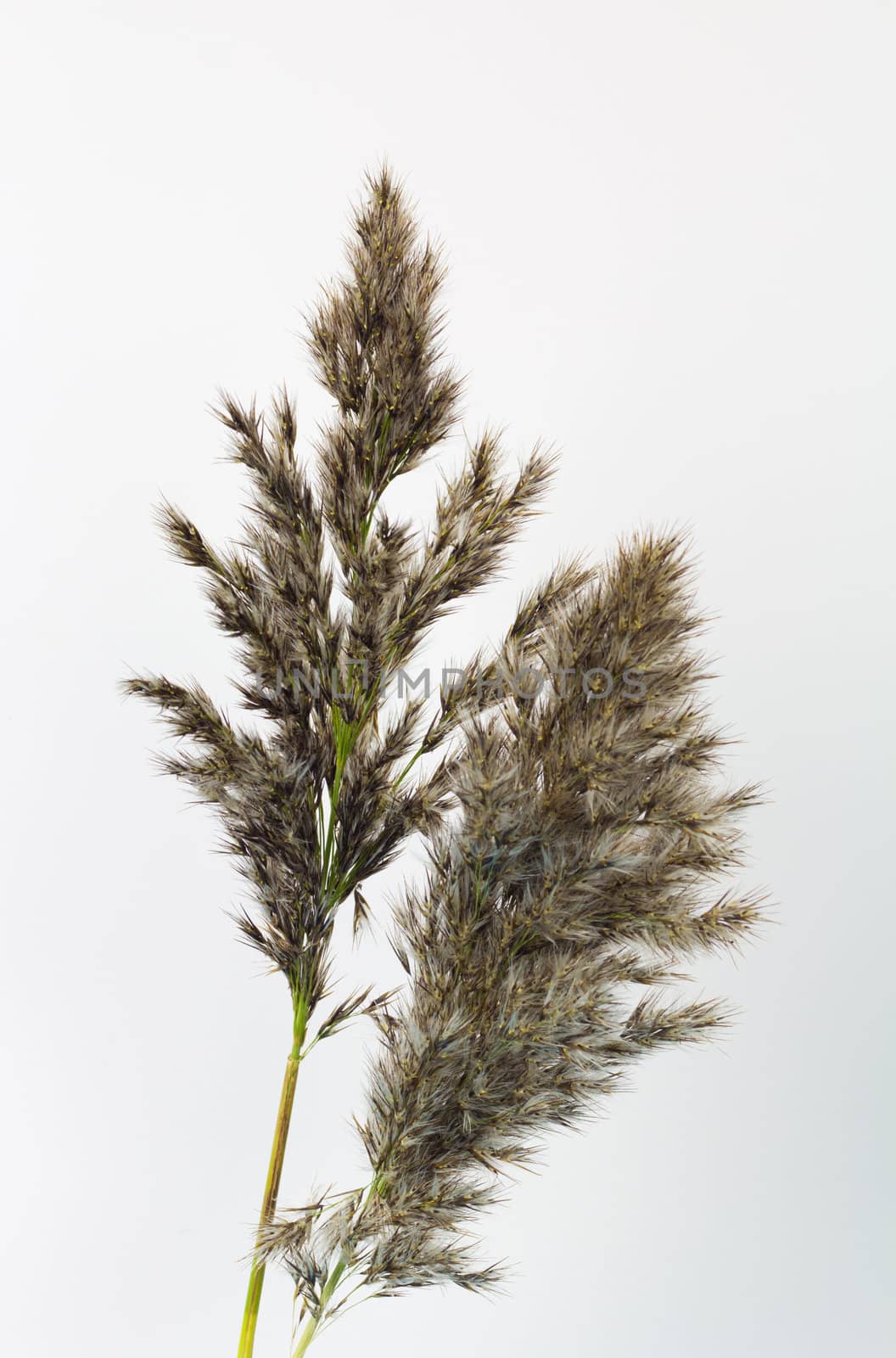 Grass in seed on a white background