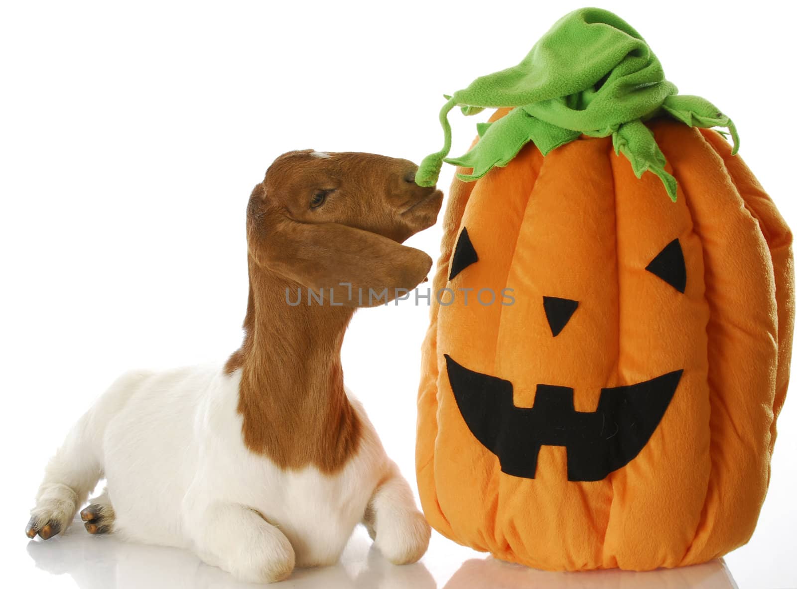 south african boer goat sniffing halloween pumpkin with reflection on white background