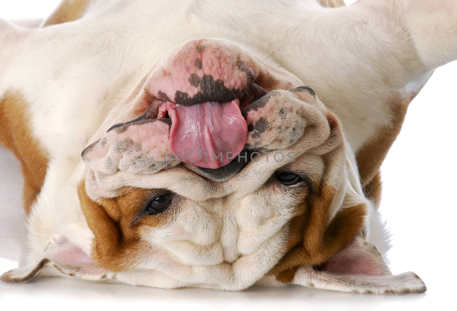 english bulldog laying upside down on his back with reflection on white background