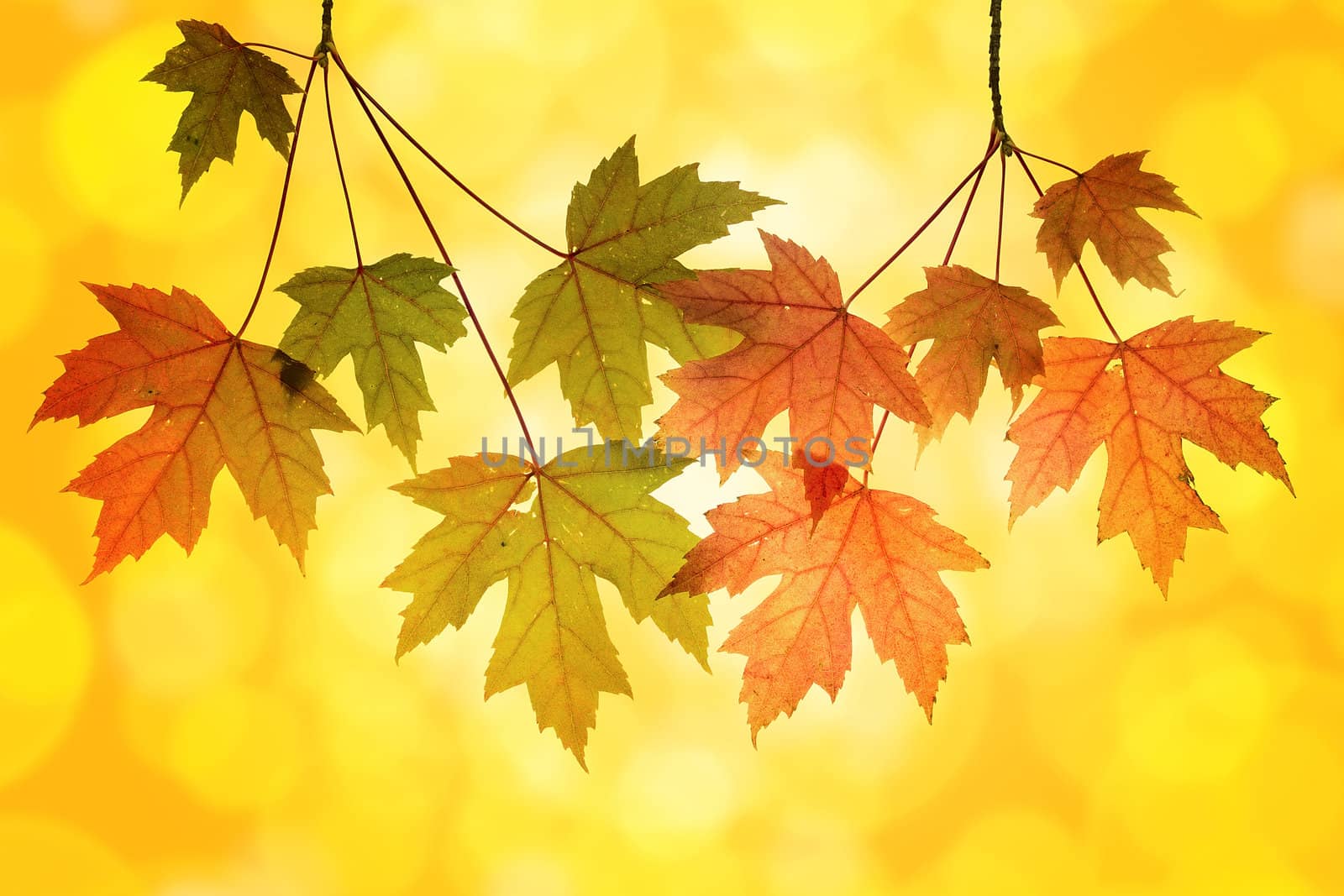 Maple Tree Branches with Leaves with Blurred Background in Autumn