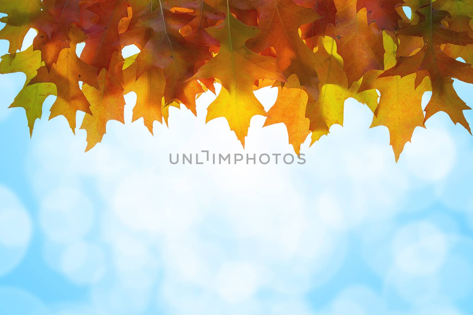 Hanging Autumn Oak Tree Leaves with Blue Sky Blurred Background