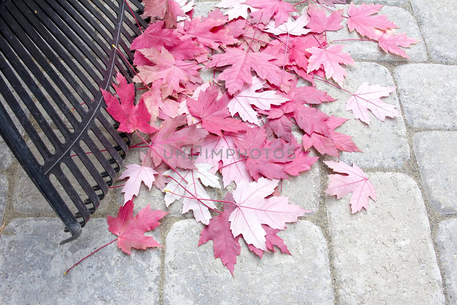 Raking Fallen Red Maple Tree Leaves from Backyard Stone Pavers Patio in Autumn