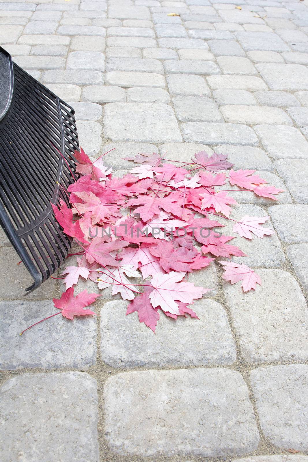 Raking Fallen Red Maple Leaves Vertical by jpldesigns