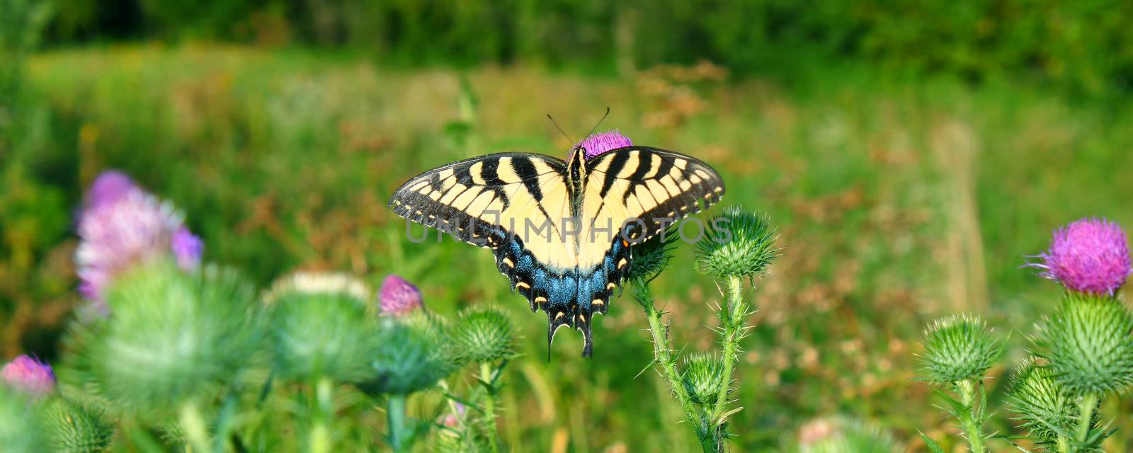 Tiger Swallowtail in Illinois by Wirepec