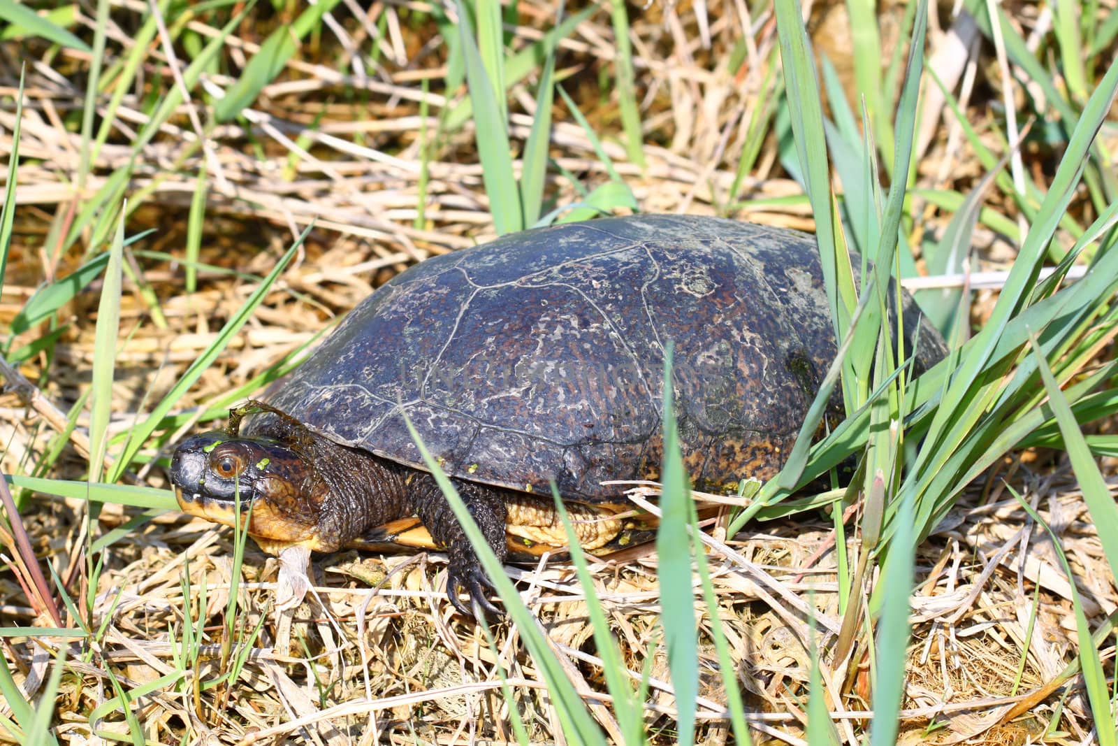 Blandings Turtle (Emydoidea blandingii) crawling through vegetation in northern Illinois.