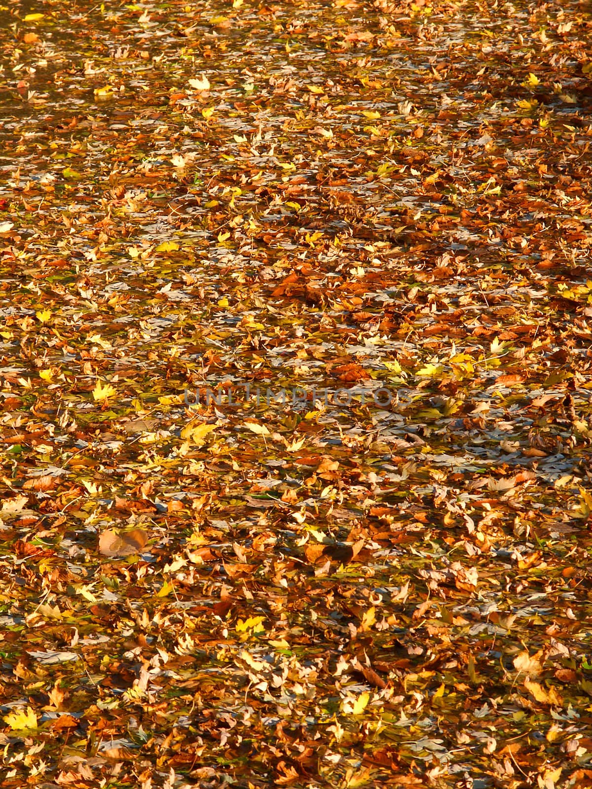 Countless autumn leaves cover the surface of the Kishwaukee River in northern Illinois.
