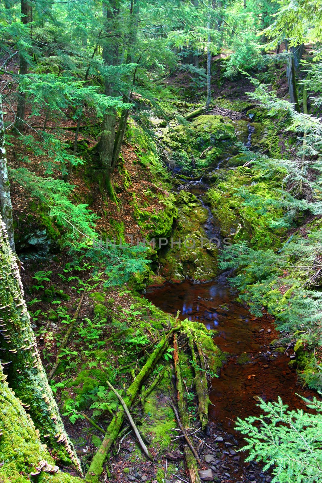 Moss covers the landscape at Little Union River Gorge of Porcupine Mountains Wilderness State Park in Michigan.