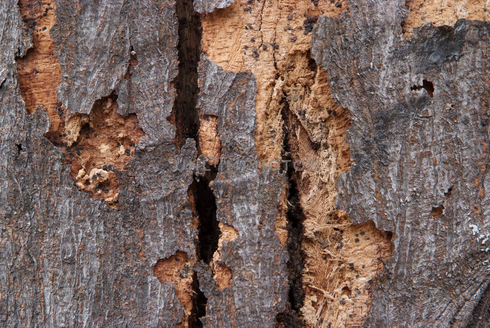Close-up of fracture on the bark.