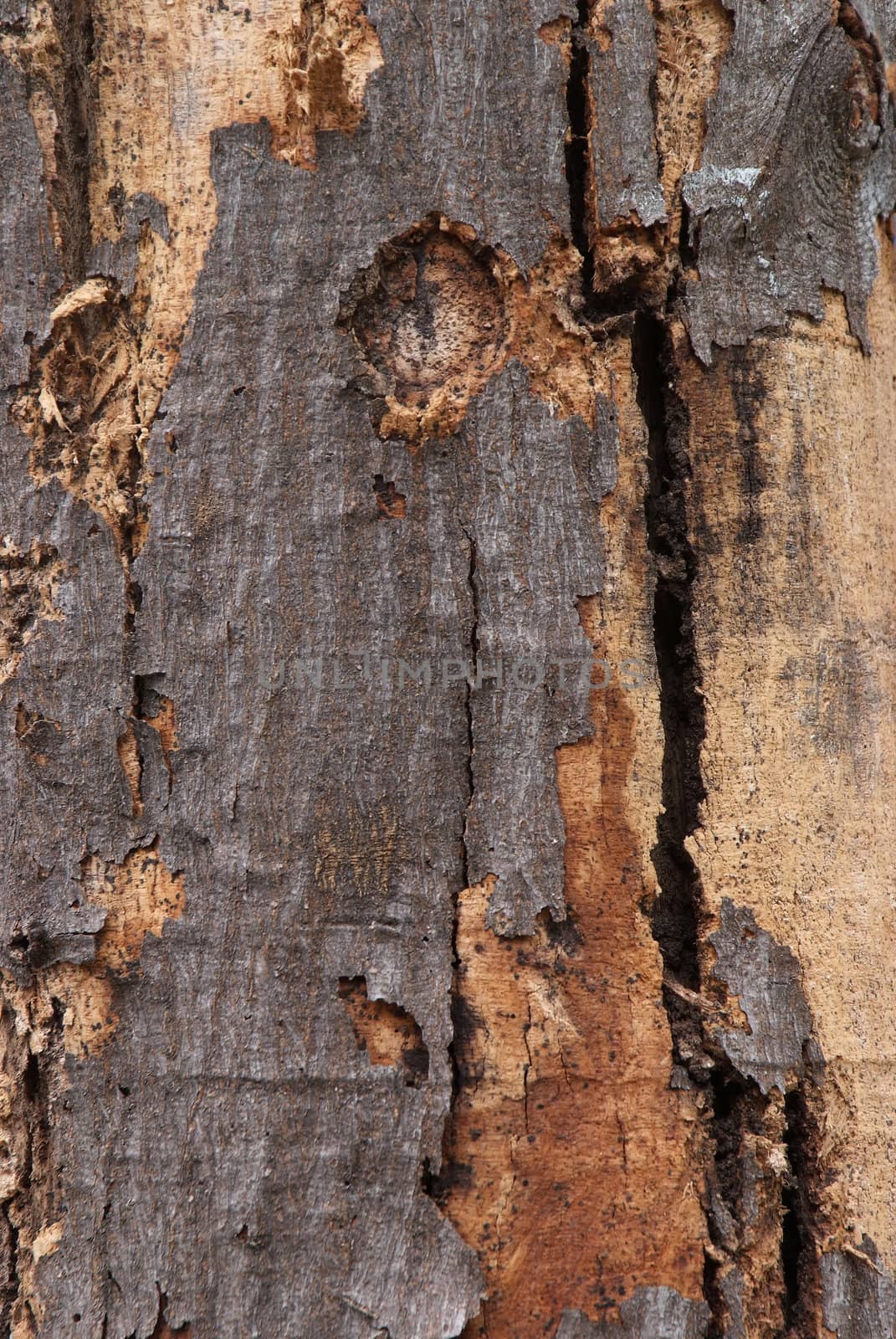 Close-up of fracture on the bark.