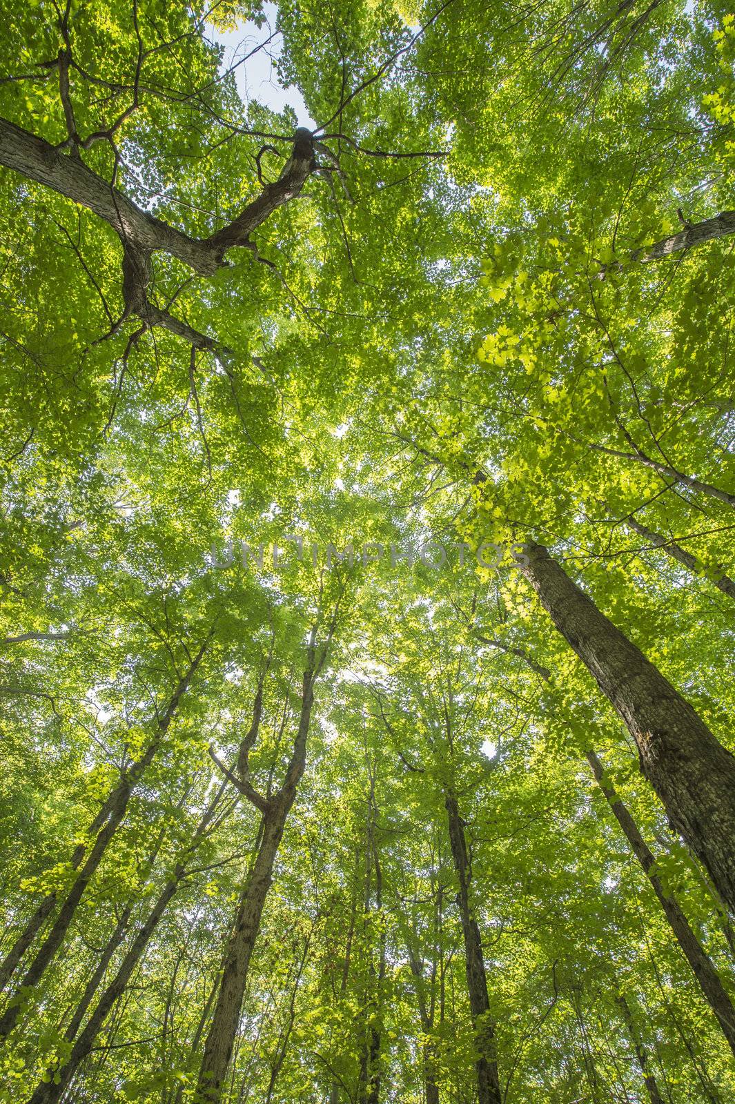 Wide angle shot of tree canopy in Haliburton forest