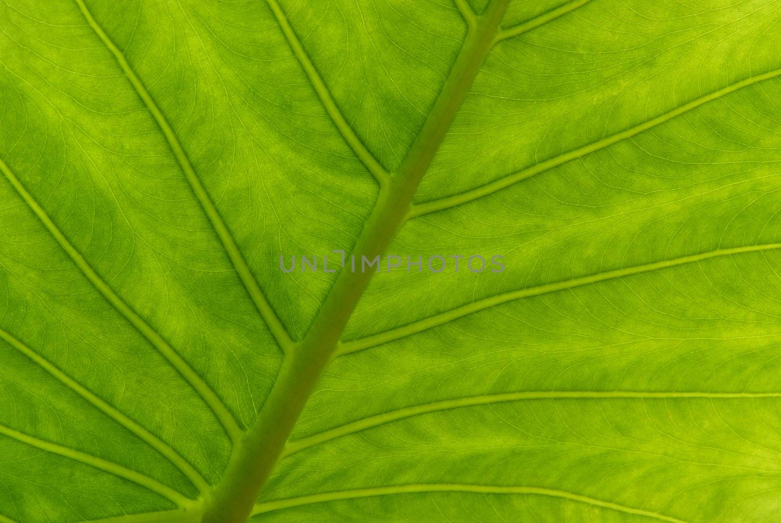 Close up to a Giant Taro, Alocasia or Elephant ear green leaf texture 