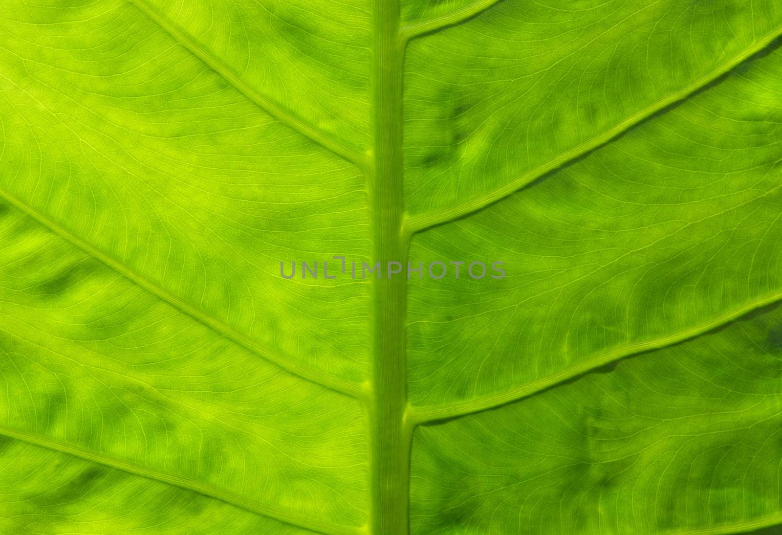 Alocasia leaf  by opasstudio