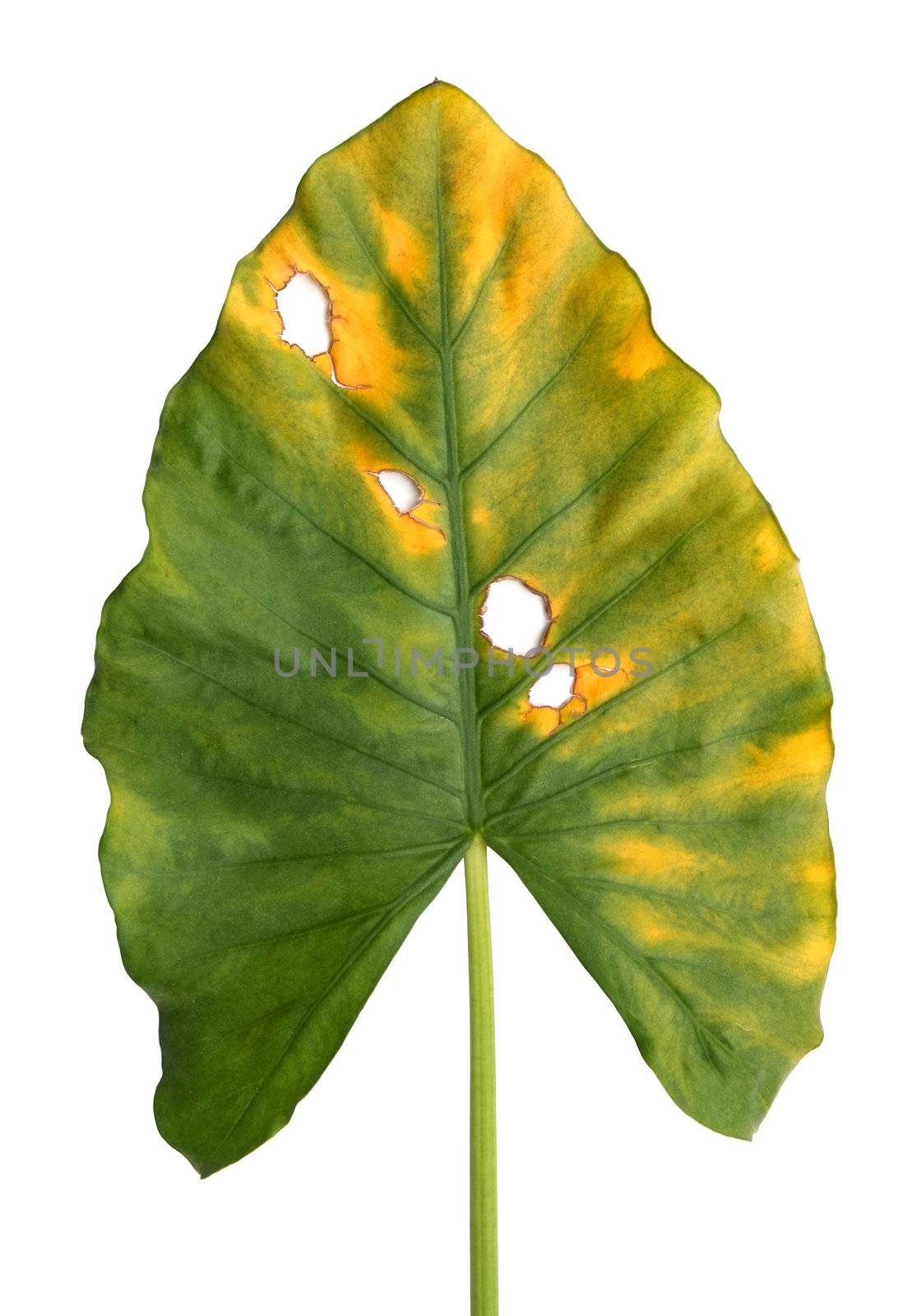 Decomposition of  Giant Taro, Alocasia or Elephant ear green leaf texture isolated on white background 
