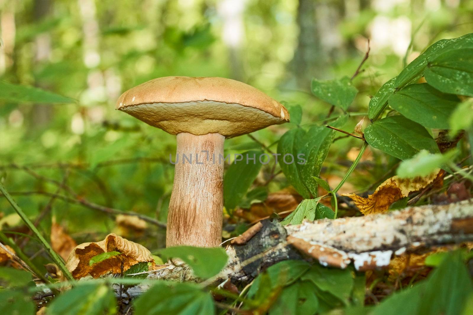 Edible cep mushrooms (Boletus edulis) growing on a forest glade in a sunny summer day