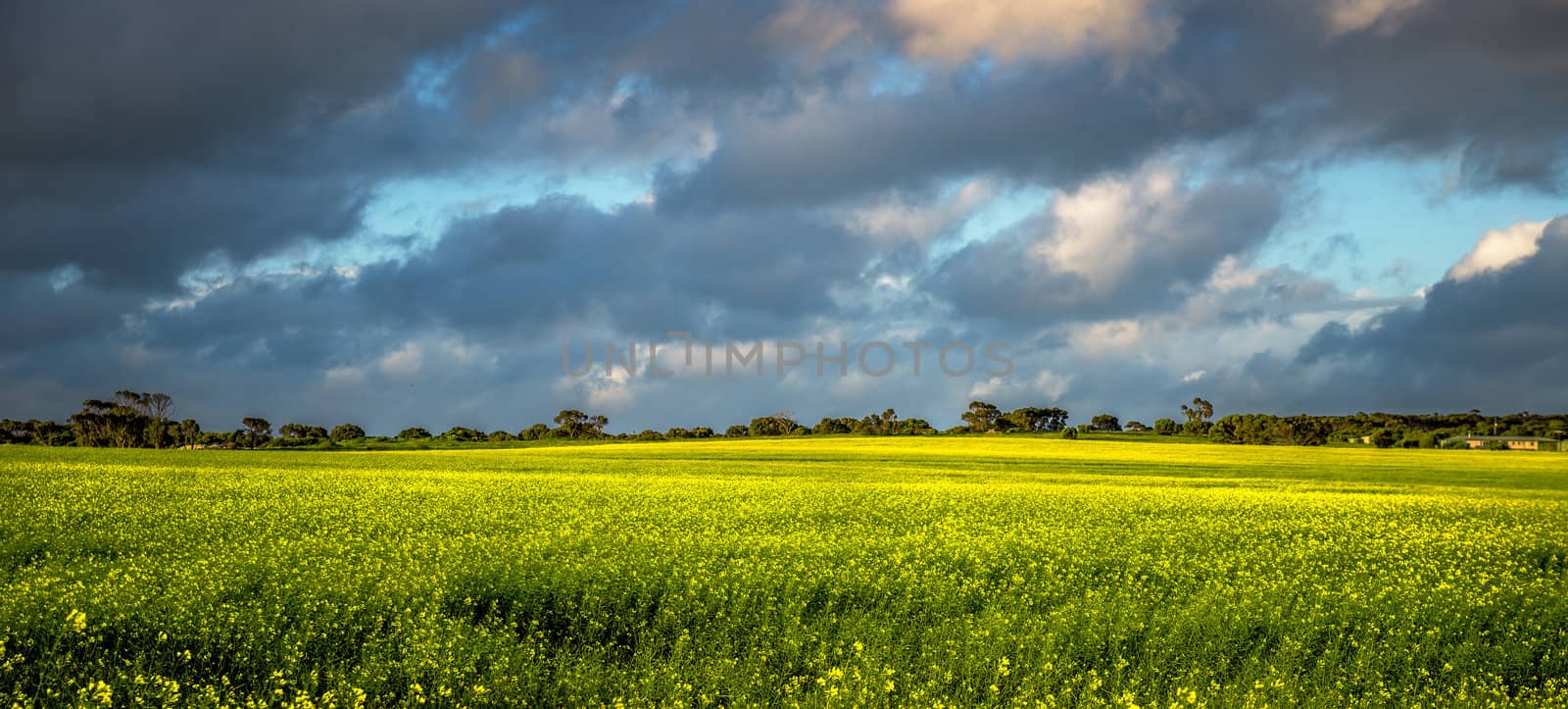A break in the clouds let beautiful golden light enhance the yellow of the canola fields.