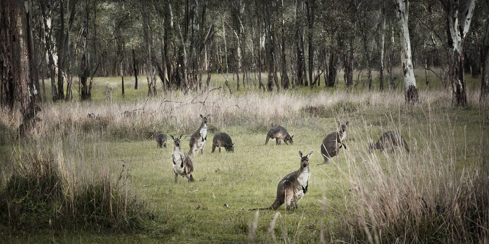 Kangaroos in a group in amongst the australian bush and trees.