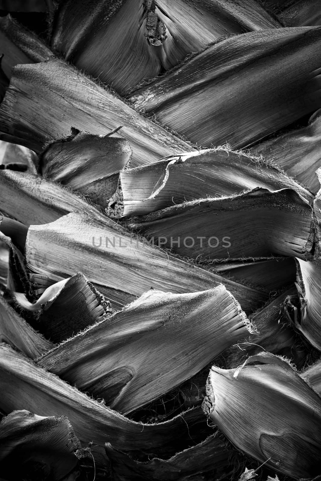 Abstract, background of close up detail of a Palm Tree Trunk in black and white