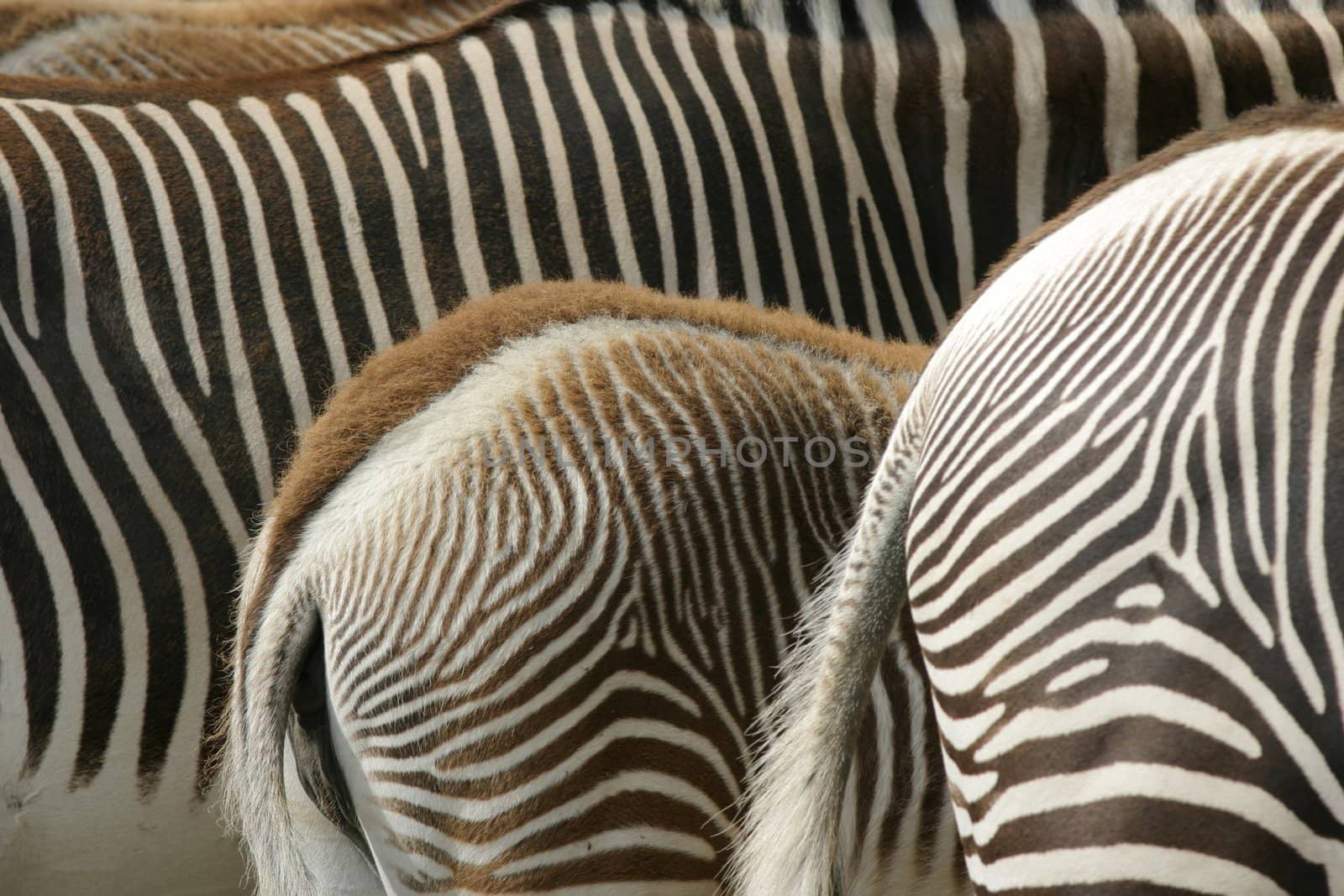 close up of a look at a zebra