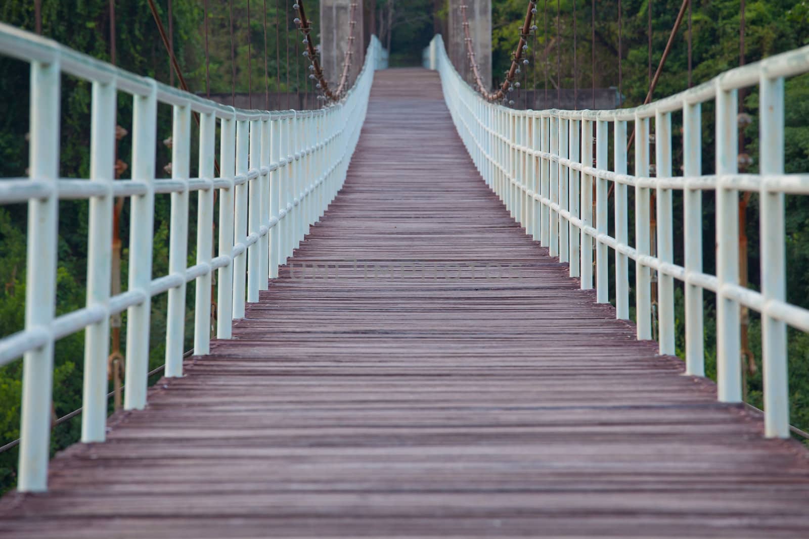 Rope walkway through the treetops in a rain forest