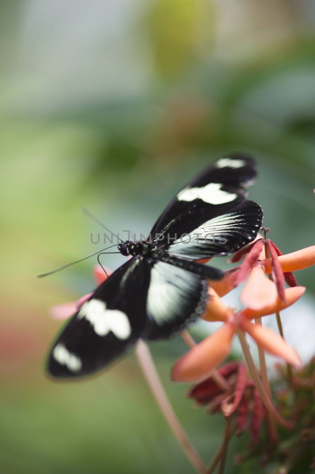 Close-up image of a black butterfly on flower in the garden