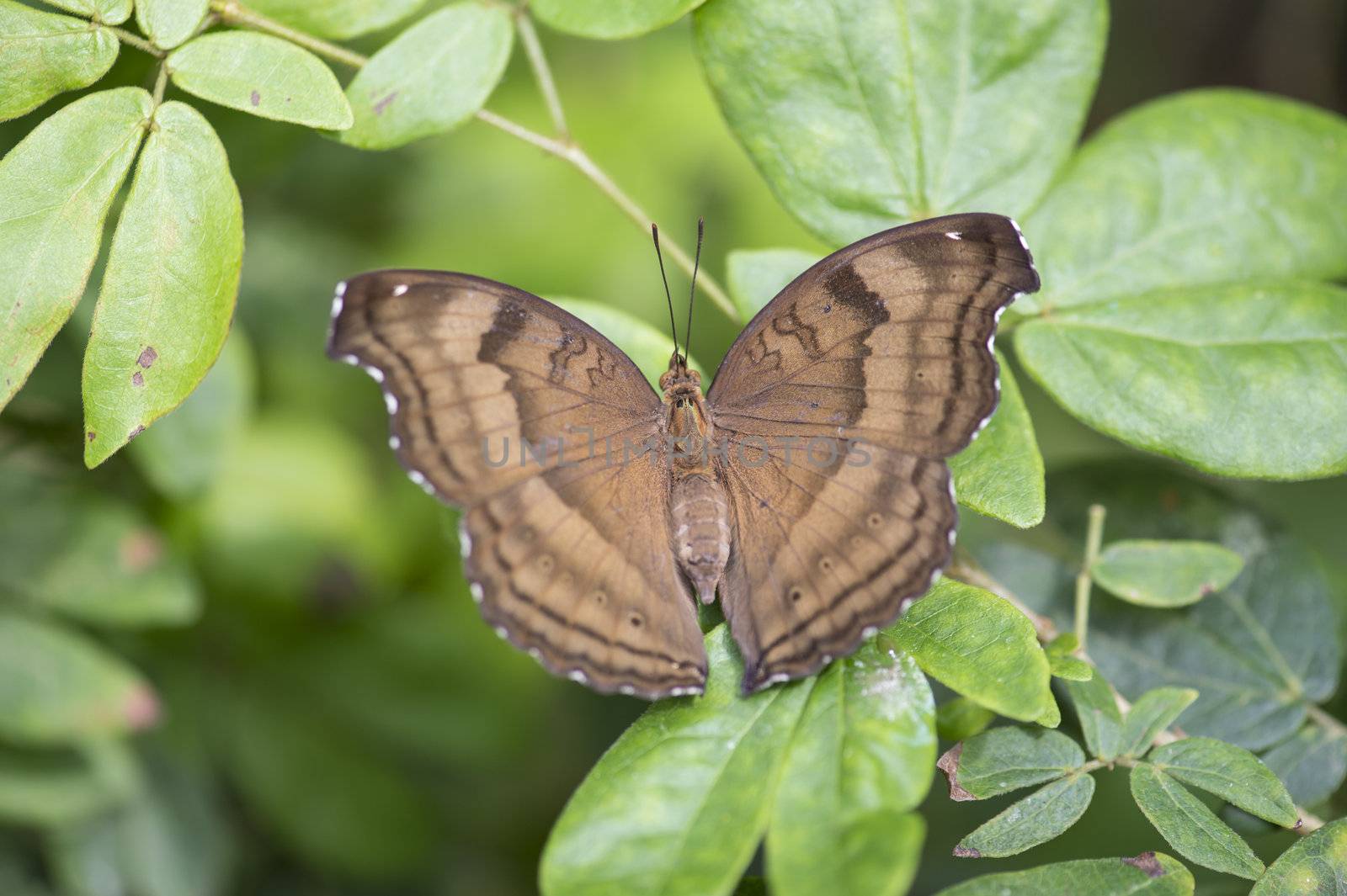 brown butterfly on plant by kozzi