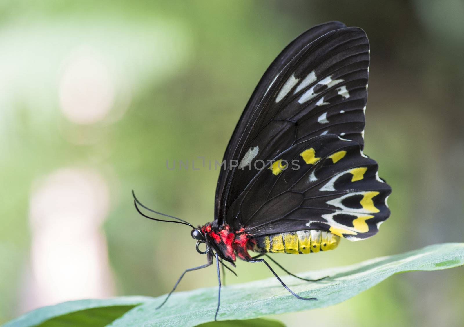 Close up image of cattle heart butterfly on leaf