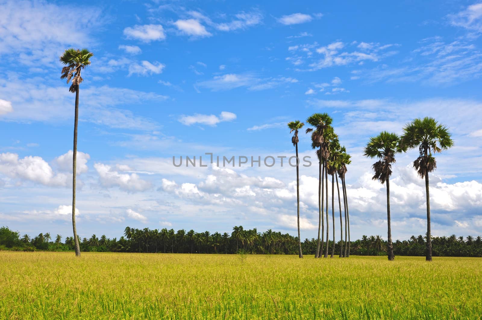 Cornfield