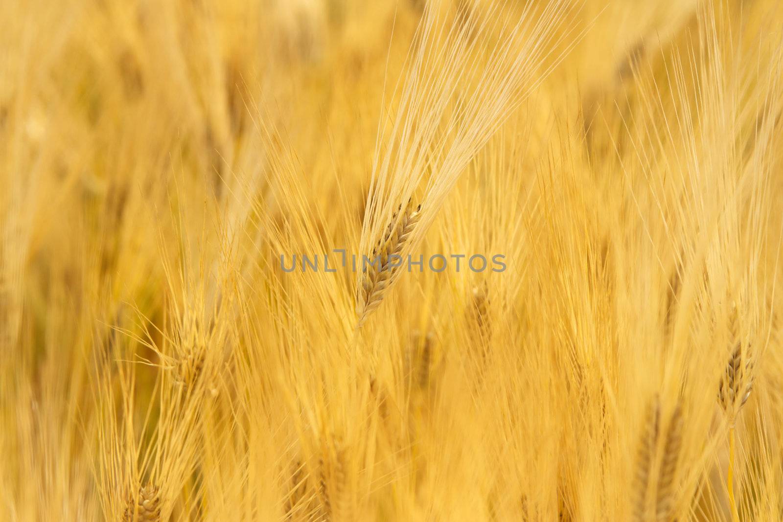 Wheat field by Gdolgikh