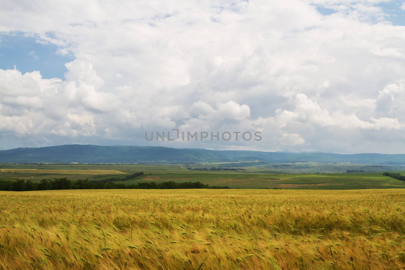Photo of a wheat field on a sunny day