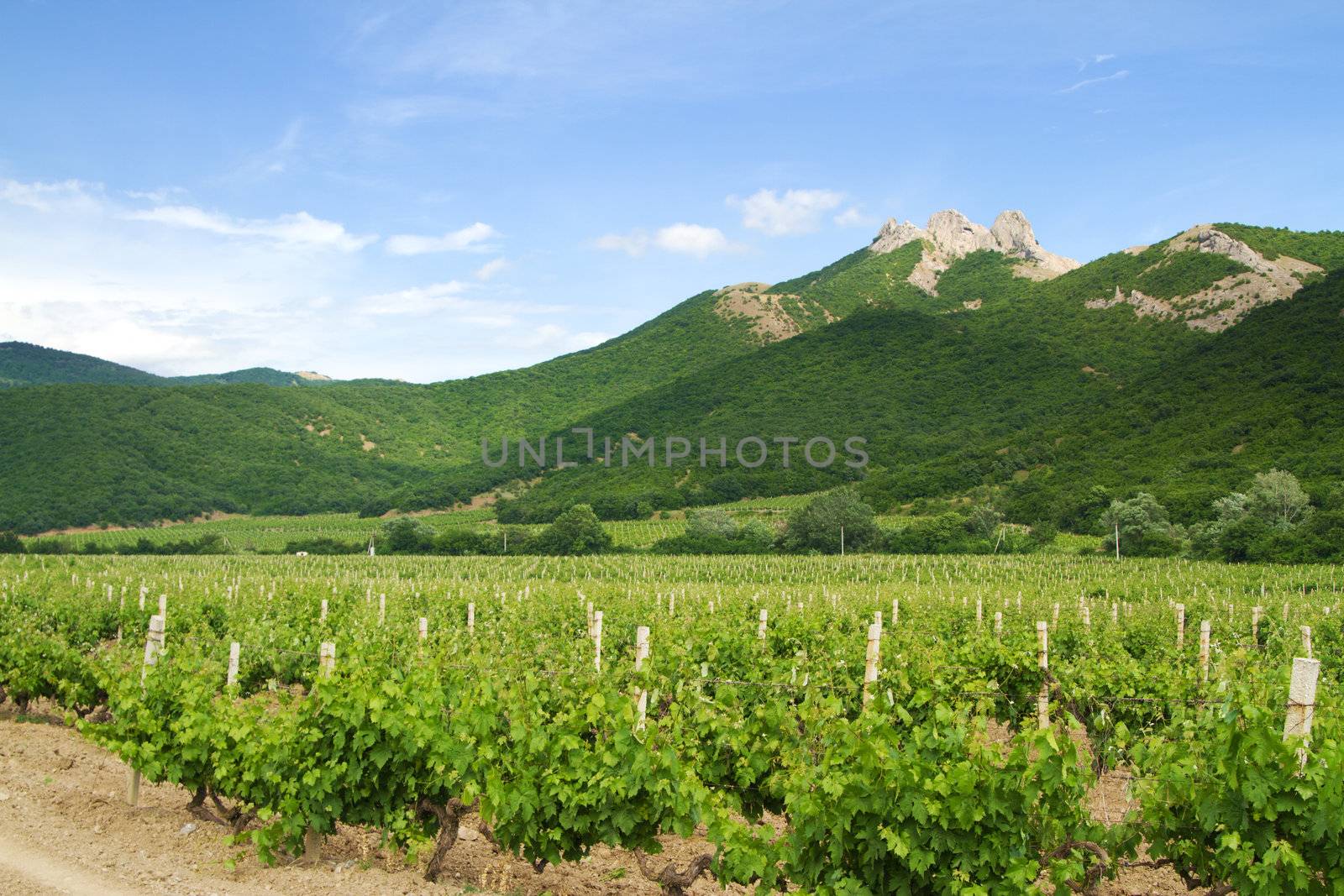 Vineyards with mountains on background on a sunny day