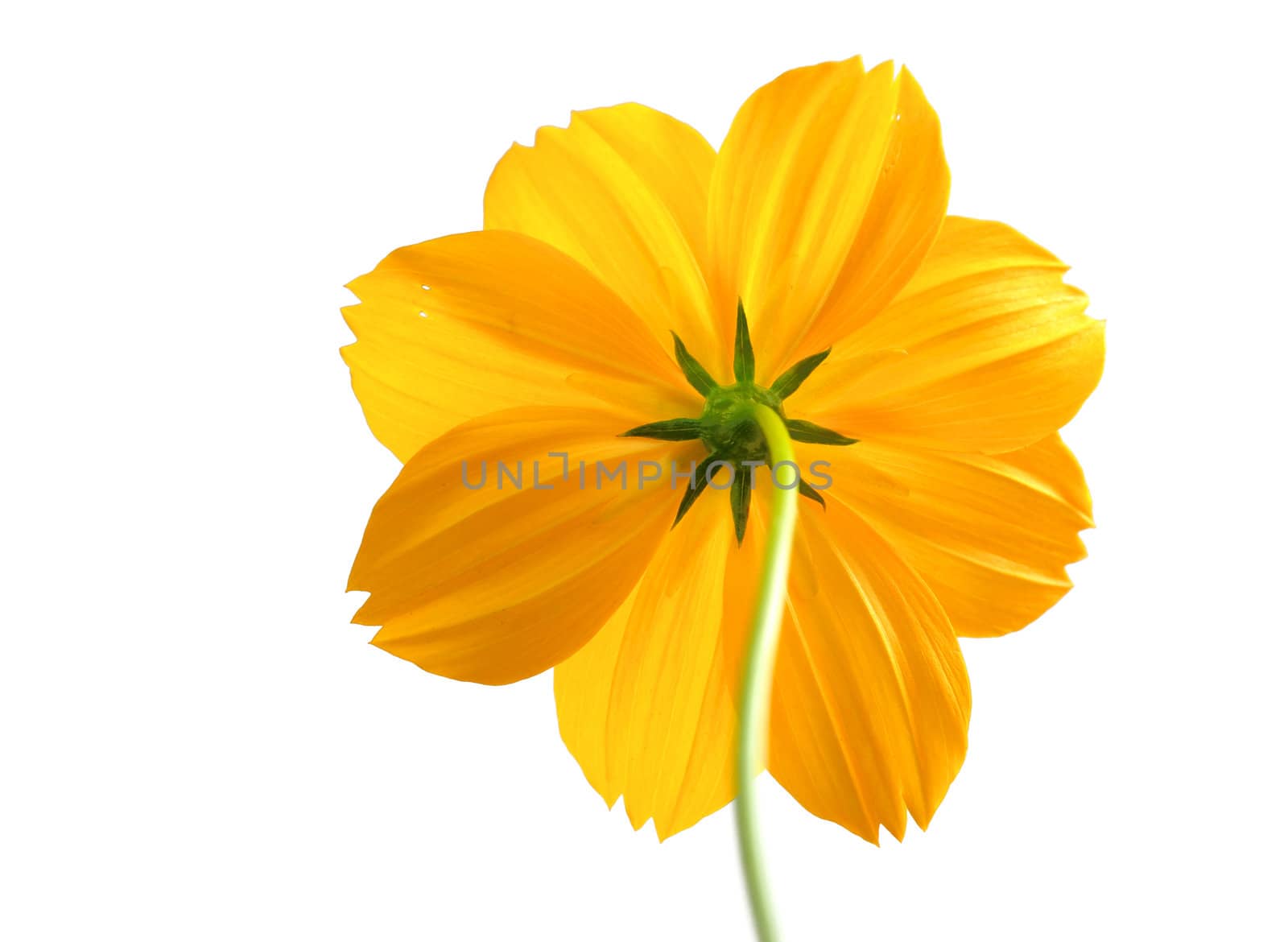 Chrysanthemum isolated on white