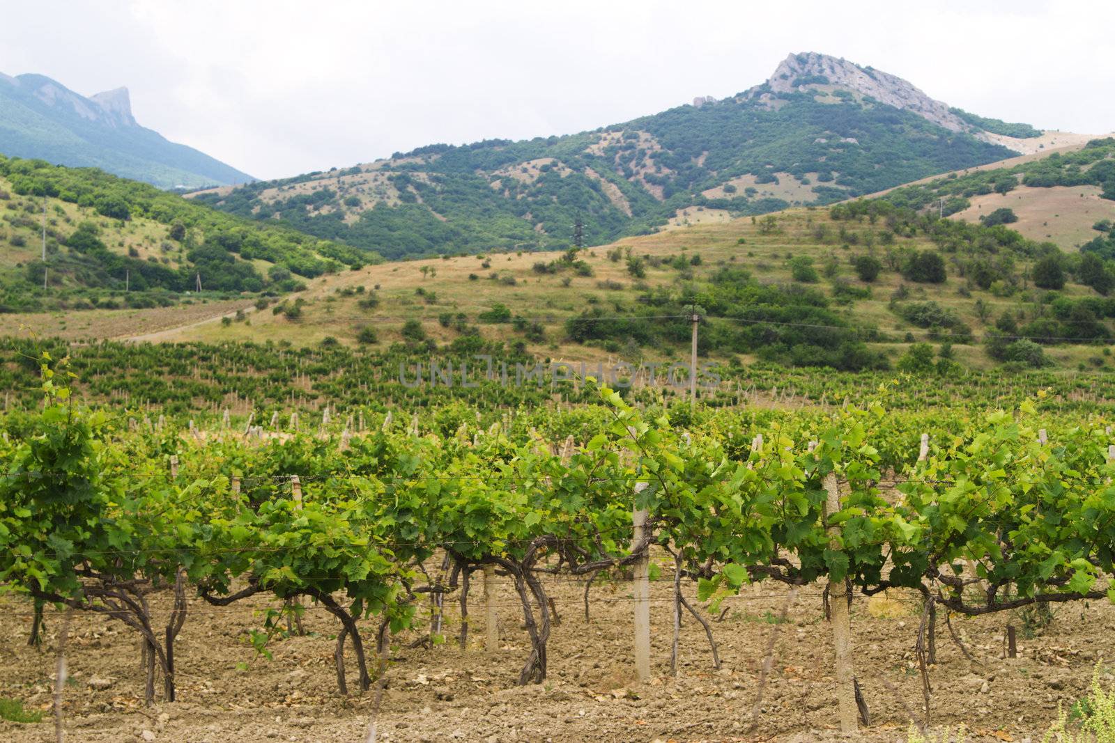 Vineyards with mountains on background by Gdolgikh