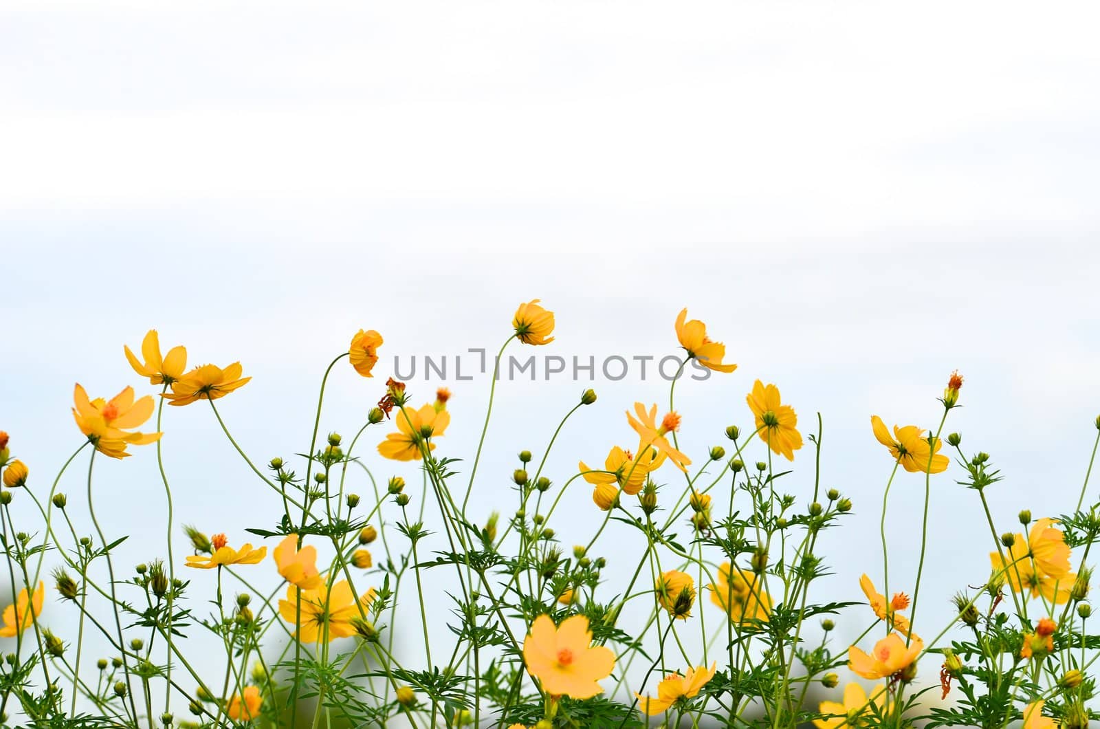 Yellow daisy in the Field