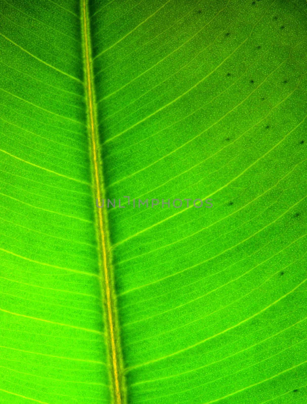 Green leaf texture by Gdolgikh