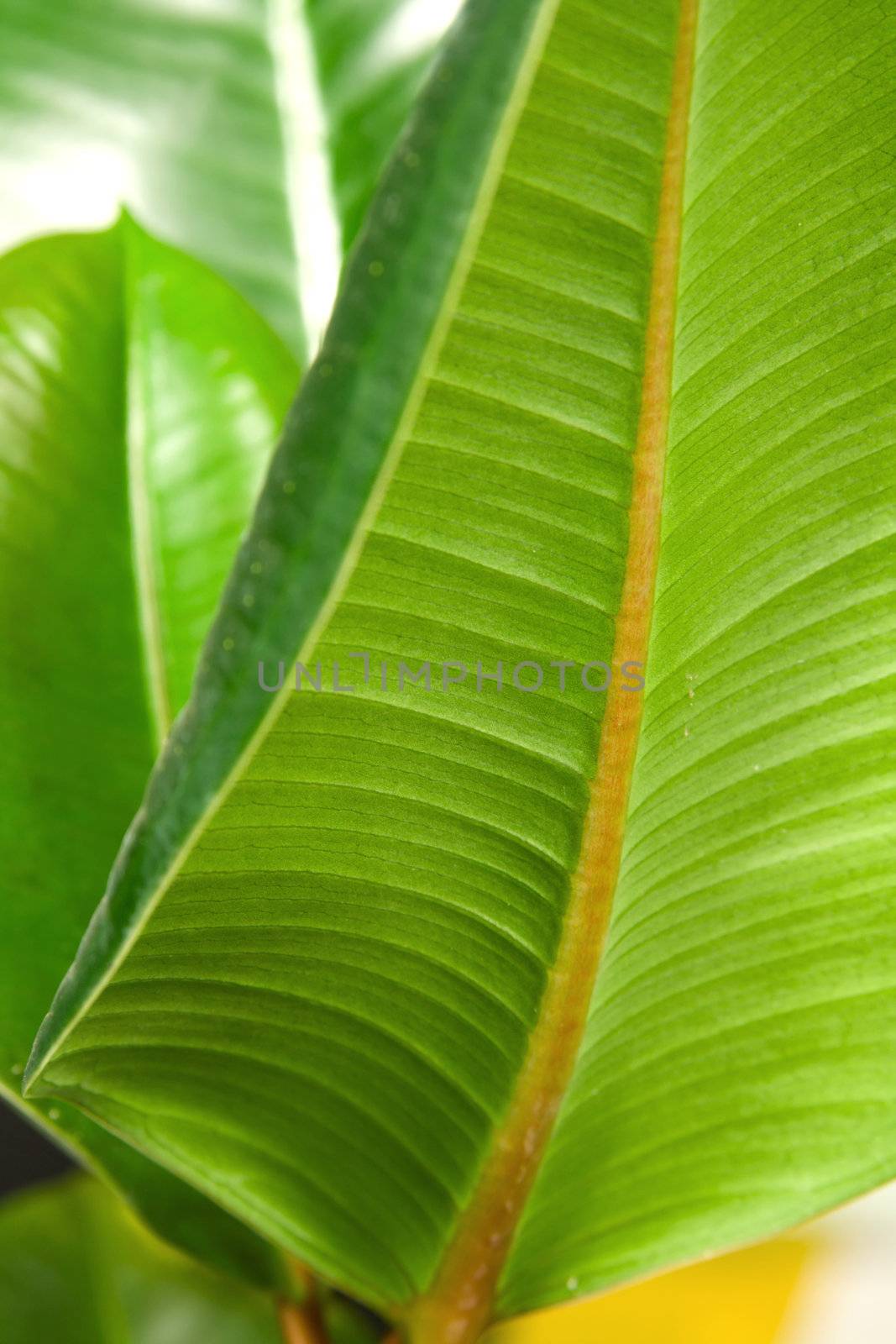 Green leaf texture macro photo