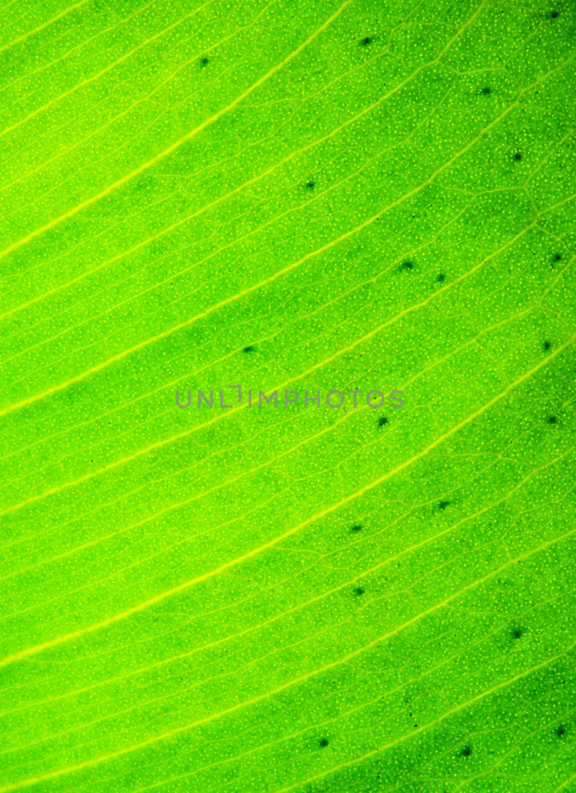 Green leaf texture macro photo