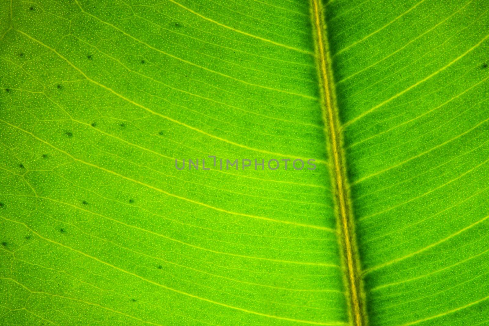 Green leaf texture macro photo