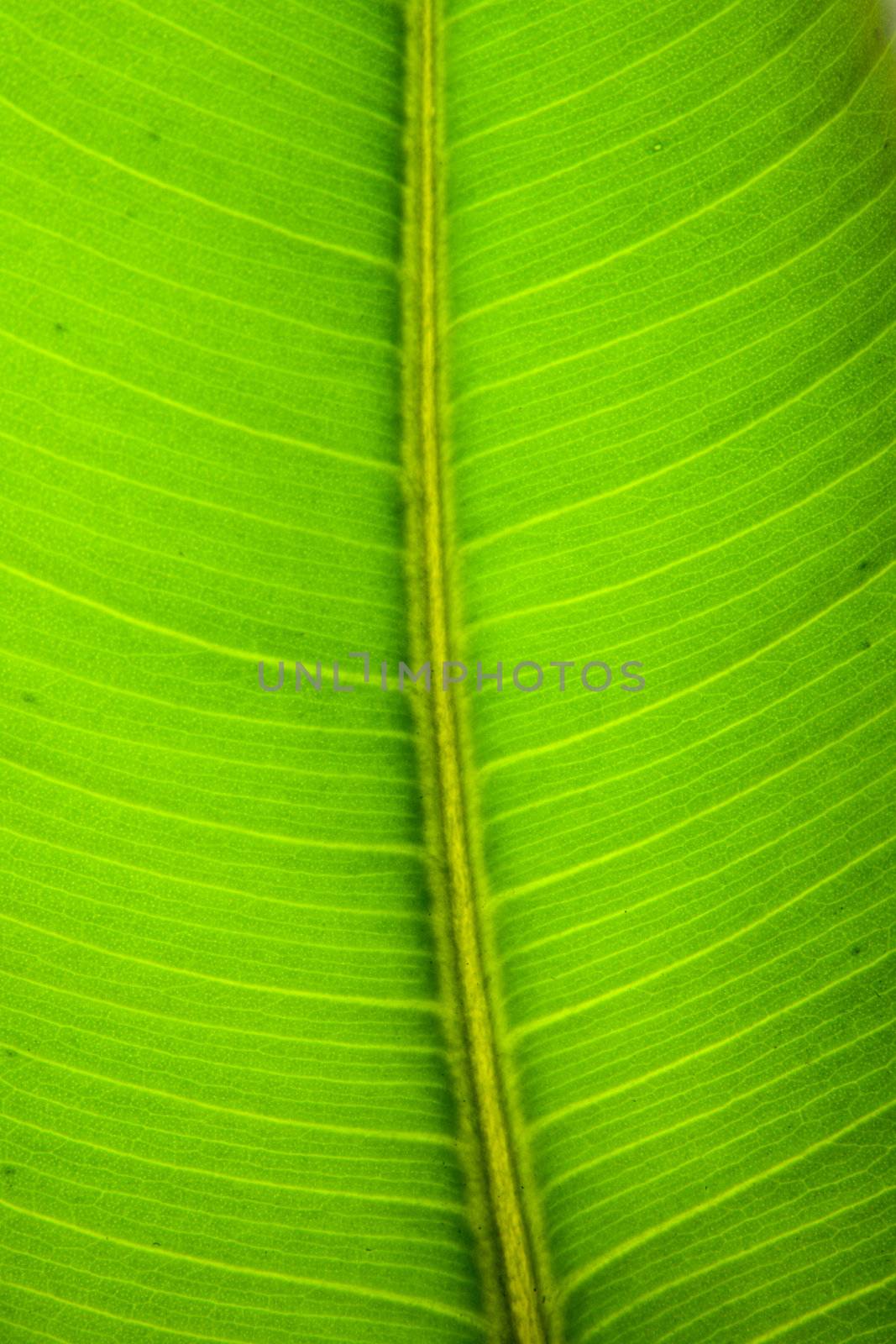 Green leaf texture macro photo