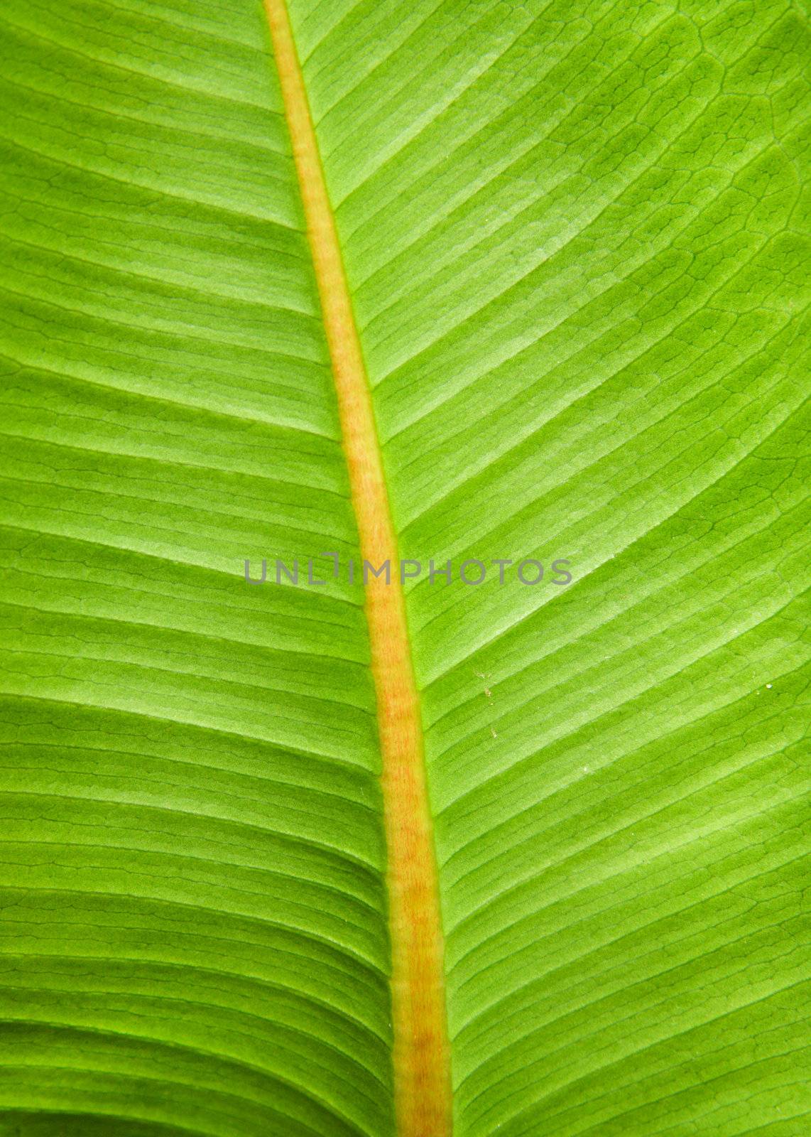 Green leaf texture macro photo