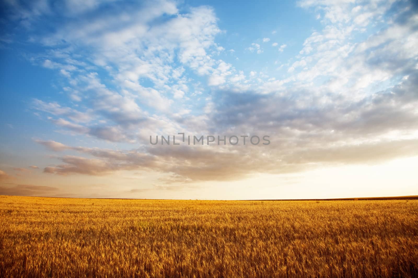 Summer landscape - wheat field at sunset