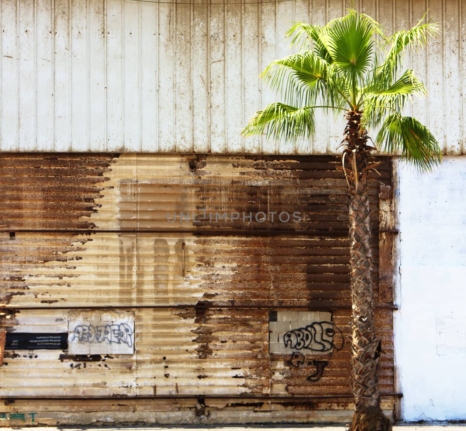 Grungy wall and a palm tree at the side