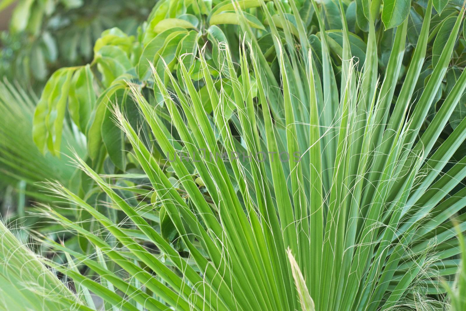 Green plam tree leaves background