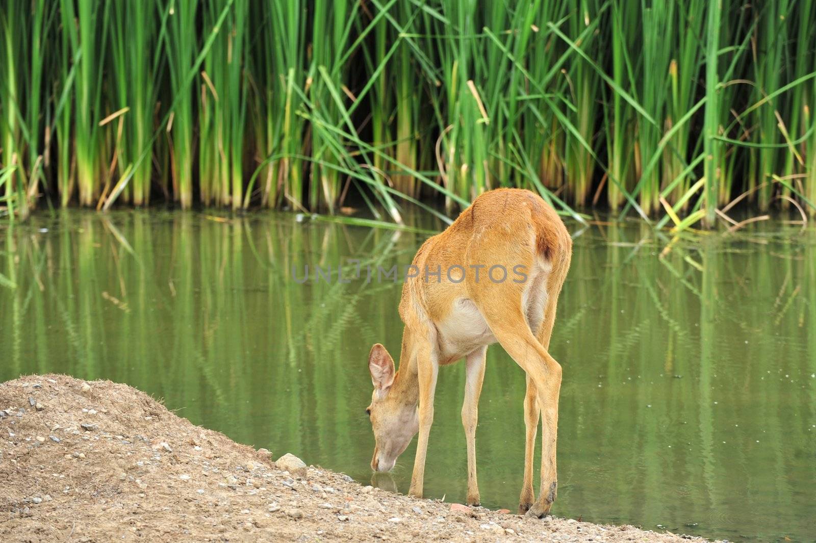 Deer Drinking from lake