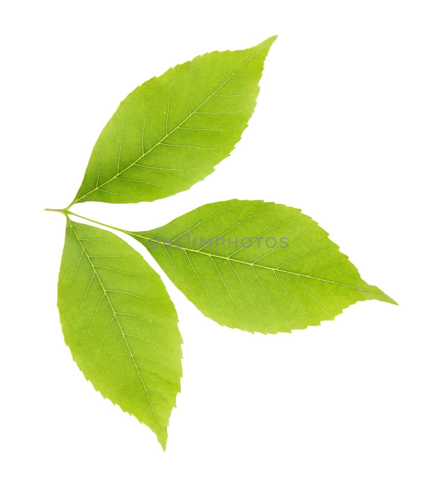 Fresh green leaves isolated on white background